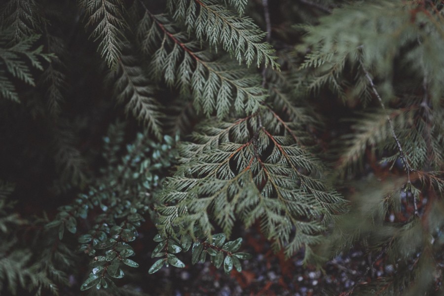 Conifer